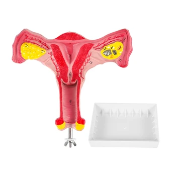1:1 Човешка женска матка яйчник фалопиеви тръби модел анатомична човешка анатомия модел учебни инструменти